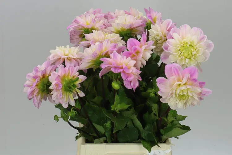 Dahlia Sweet Nathalie 50 cm