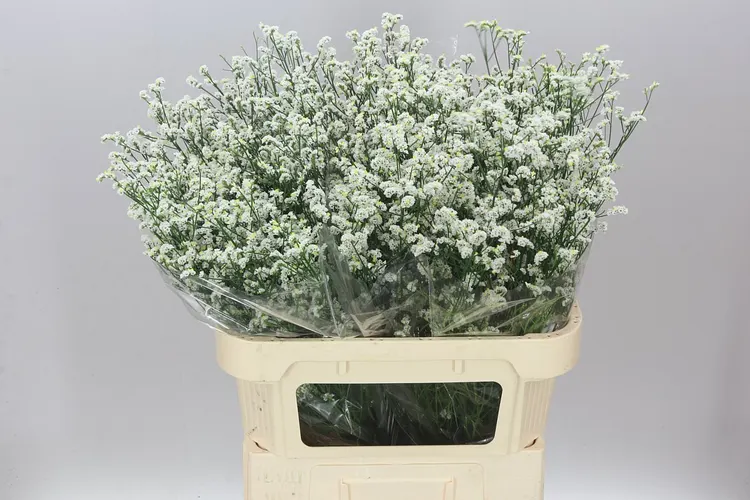 Limónium Sin Mount Diamond 80 cm