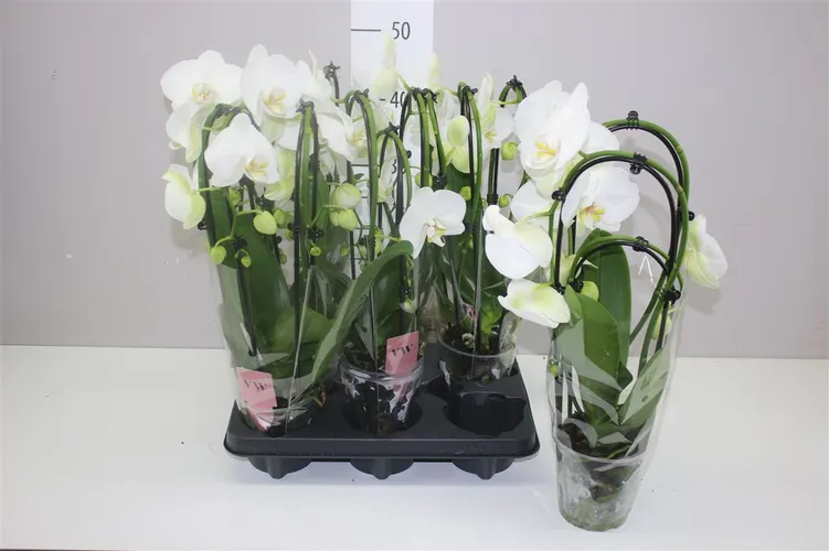 Orchidea Phalaenopsis Cascade biela, 3 výhony črepník 12 cm