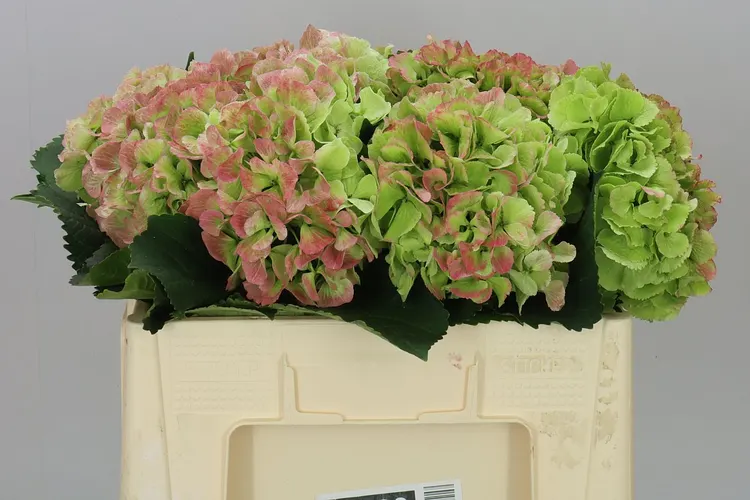 Hortenzia Schneeball Classic 50 cm