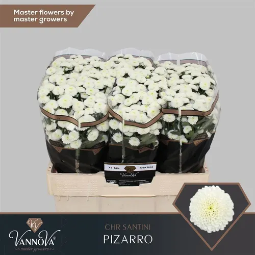 Sant Pizarro 55 cm