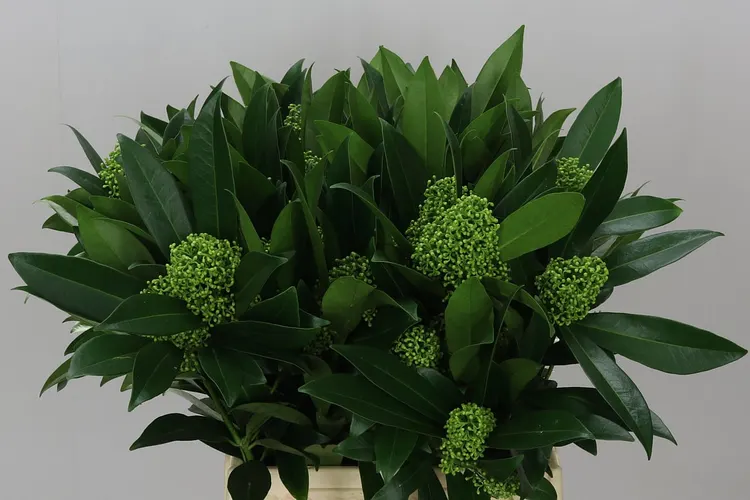 Skimmia C Kew Green Ex 45 cm