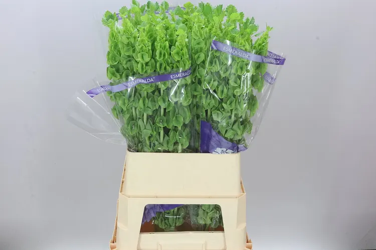 Moluccella 90 cm
