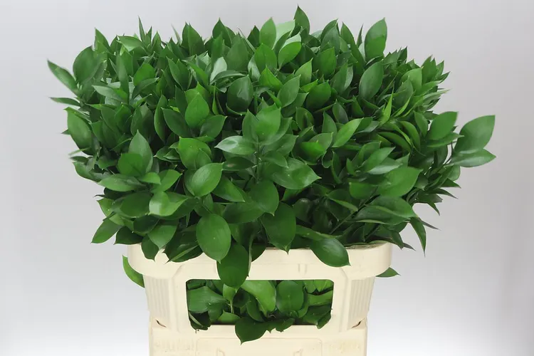 Ruscus Groot 80 cm
