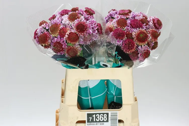 Scabiosa Atr F Scoop Bright Pink 50 cm