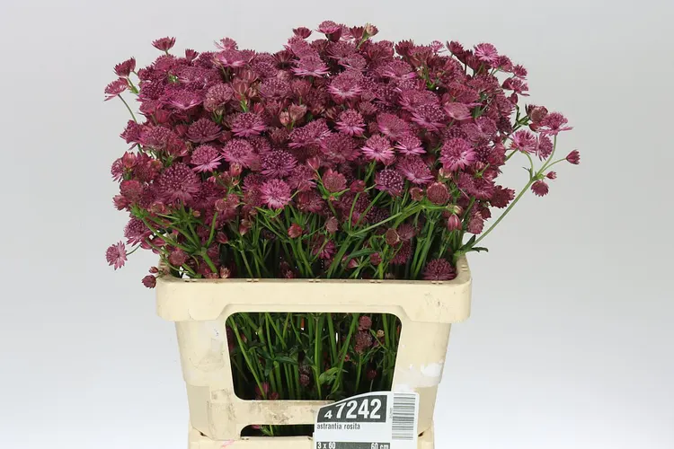 Astrantia / Astrancie (hlavný sklad)