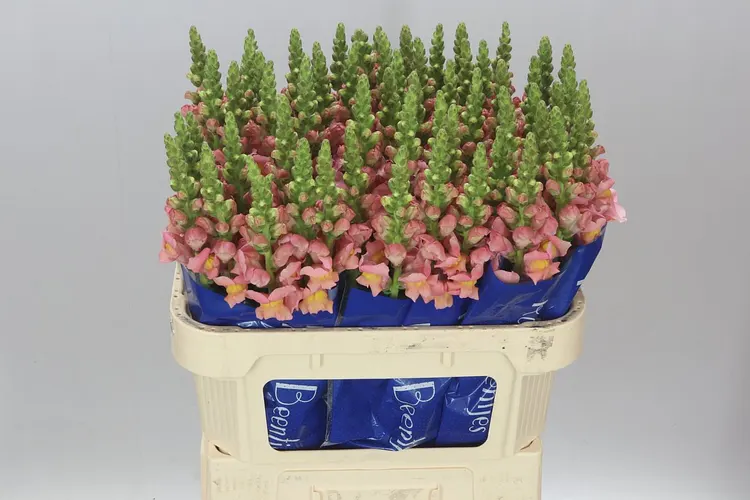 Antir Costa Apricot 75 cm