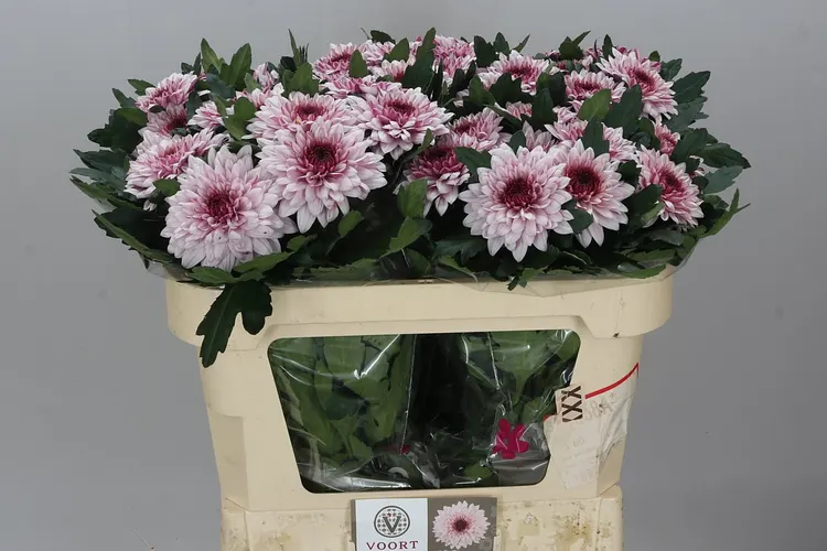 Chr G Pip Pretty 70 cm