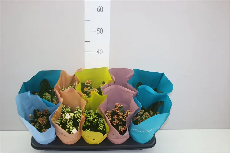 Kalanchoe Calandiva mix črepník 10,5 cm