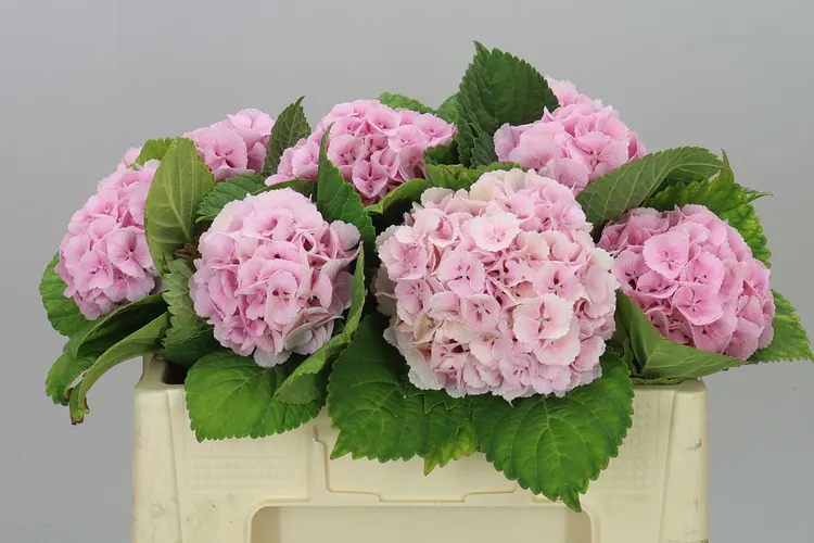 Hortenzia Lolly Pop Pink Pale 50 cm