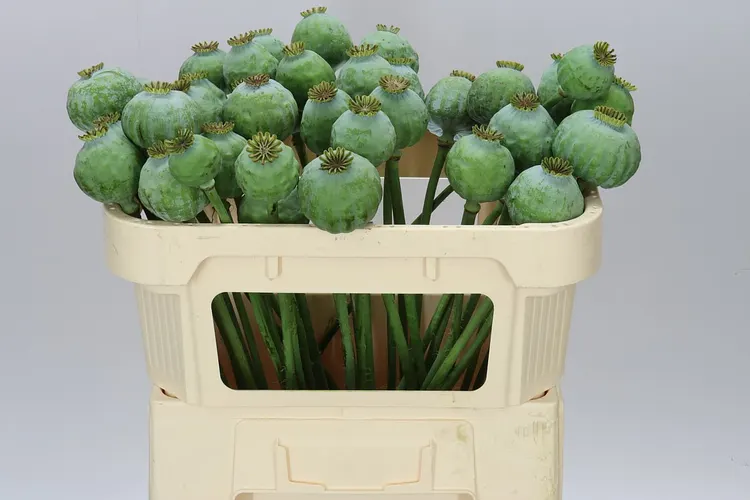 Papaver Seedheads Big 65 cm