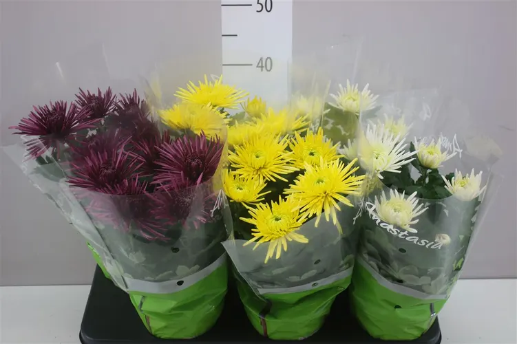 Chryzantéma črepníková Anastasia mix črepník 15 cm