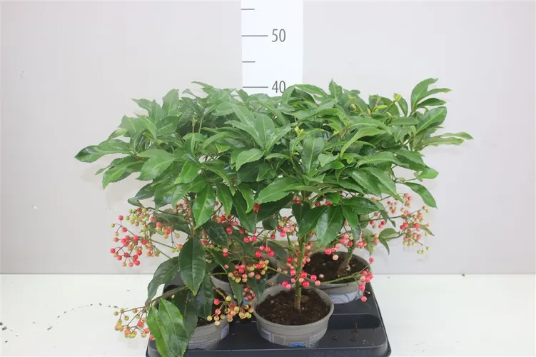 Ardisia Crenata červená črepník 14 cm
