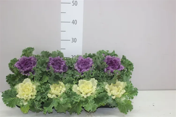 Okrasná kapusta Sierkool Gekruld mix črepník 12 cm