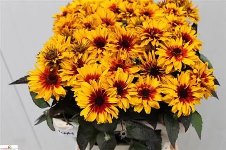 Heliopsis Yellow Spider 55 cm