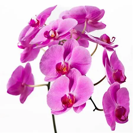 Phalaenopsis Happy Valentina X45