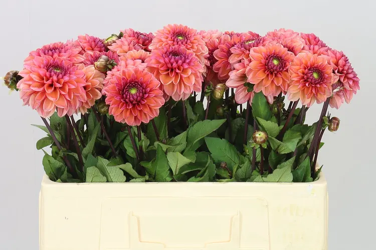 Dahlia Daisy Duke 50 cm