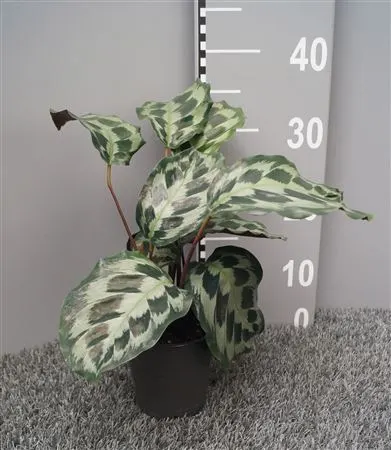Calathea Helen Kennedy črepník 12 cm
