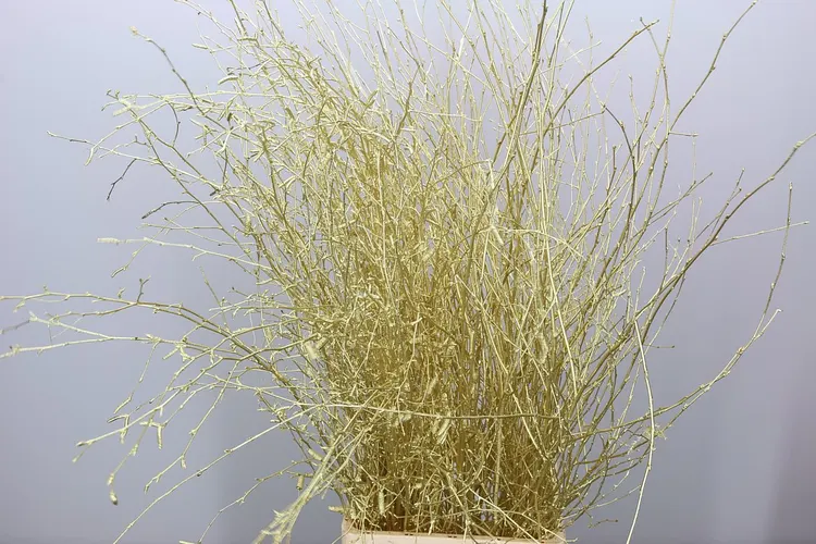 Berk Gold 120 cm