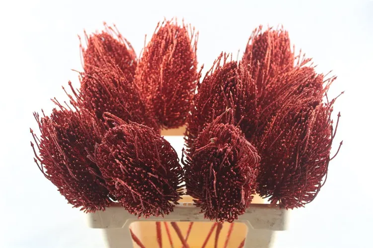 Banksia Red X10, sušené 50 cm