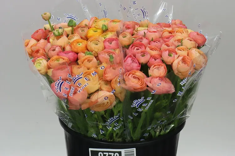 Iskerník Peach 40 cm