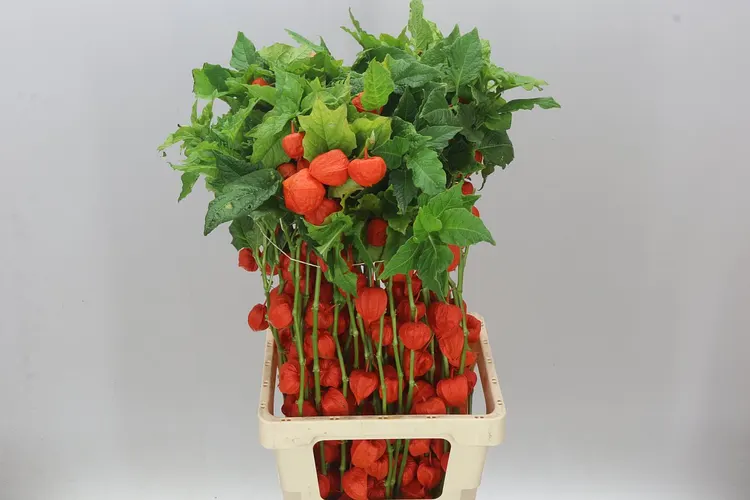 Physalis Orange 80 cm