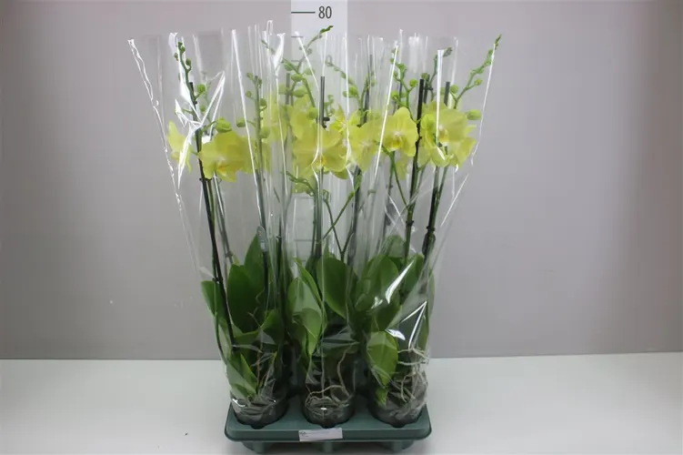 Orchidea Phalaenopsis Mirage, 2 výhony črepník 12 cm