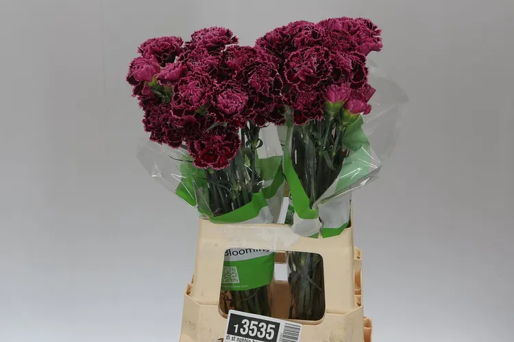 Karafiát Nobbio Burgundy 70 cm