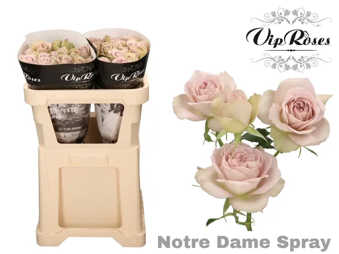 Ruža trsová Notre Dame 70 cm