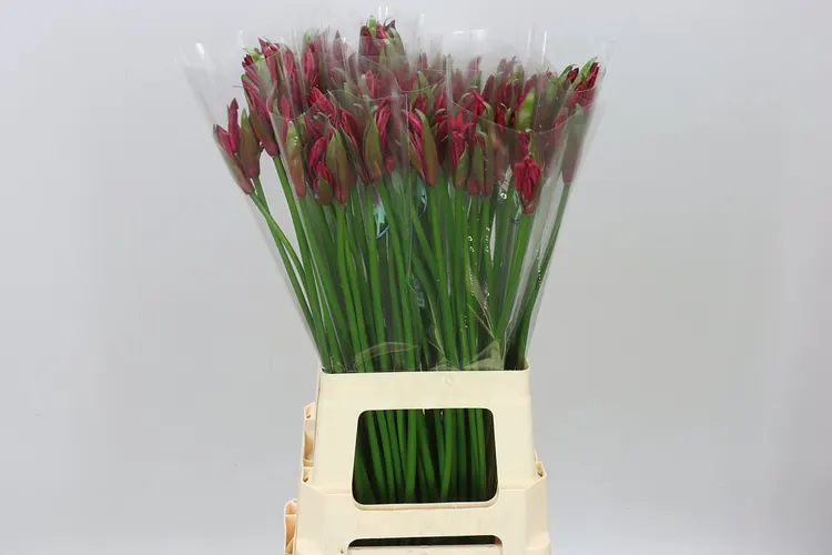 Nerine Co Mr John 70 cm