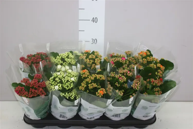 Kalanchoe Rosalina mix črepník 12 cm