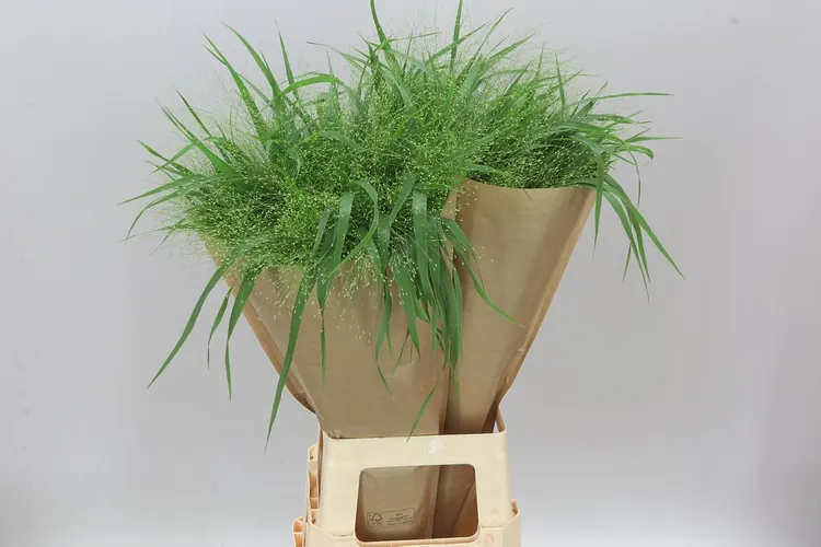 Panicum Fountain 80 cm
