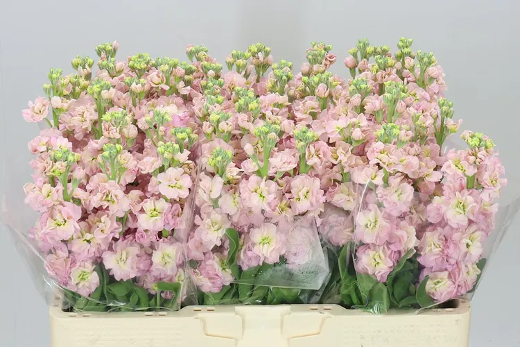 Matthiola Champagne 55 cm
