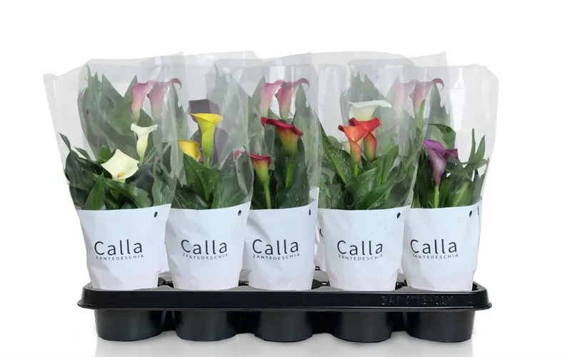 Kala mix Castlemix črepník 12 cm