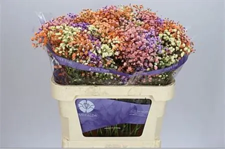 Gyps Absorbed Rainb Mix In Bunch Autumn 75 cm