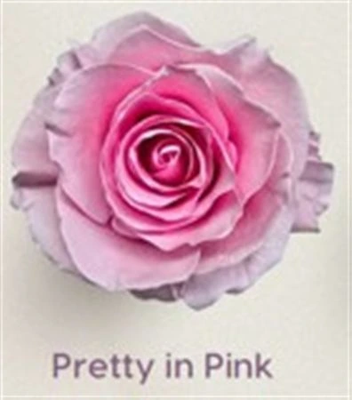 Ruža farbená Pretty In Pink, Ekvádor 50 cm