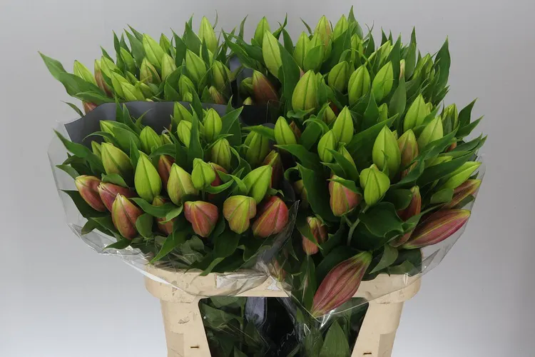 Ľalia orientálna Toba 85 cm