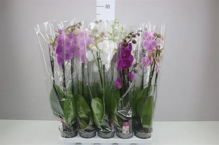 Orchidea Phalaenopsis mix, 3 výhony črepník 12 cm