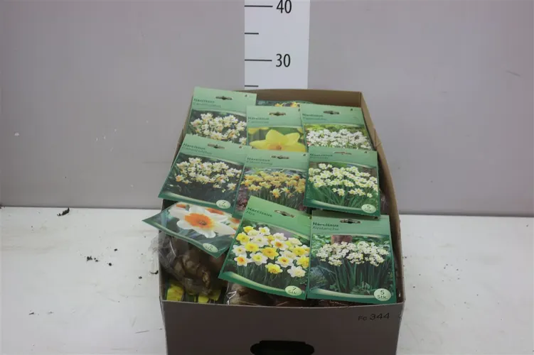 Droge Bloembol Narcis mix