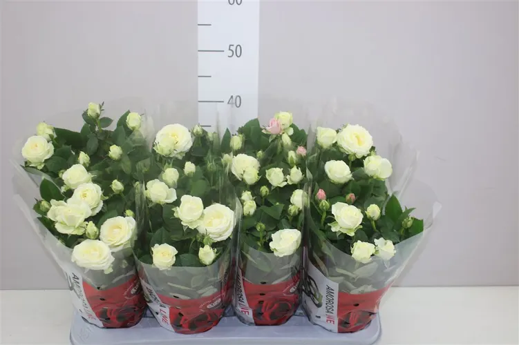 Ruža črepníková Infinity biela črepník 14 cm