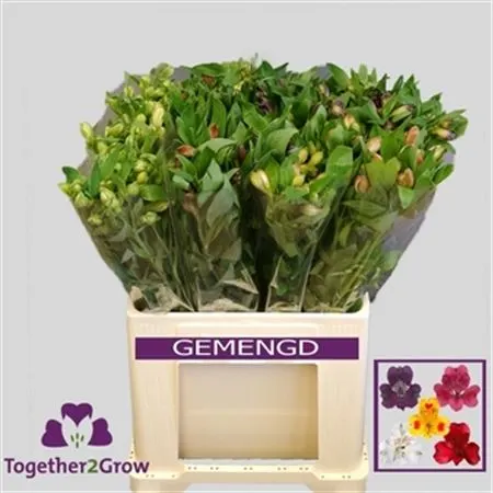 Alstro Mix 60 cm