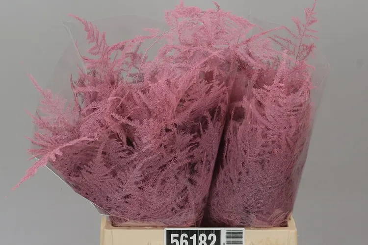 Asparagus 1e Veren Pink 45 cm