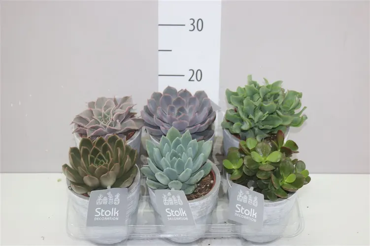 Sukulenty mix White Wash v keramike črepník 11 cm