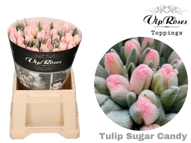 Tulipán jednoduchý A Sugar Candy 40 cm
