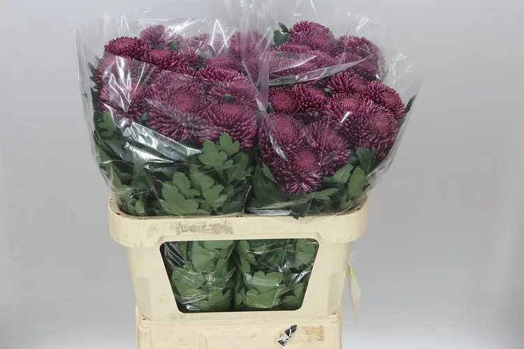 Chryzantéma veľkokvetá Bigoudi Purple 75 cm