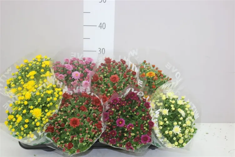 Chrysanth Soulsister Gemengd črepník 12 cm