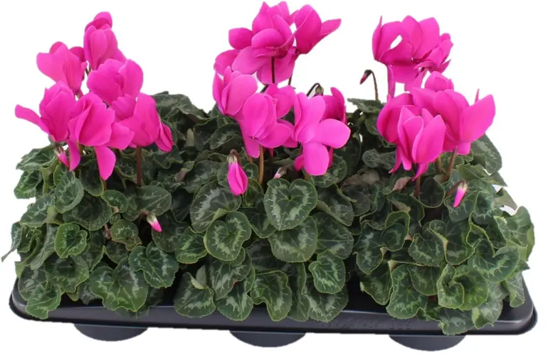 Cyclamen Gr Halios Violet črepník 13 cm