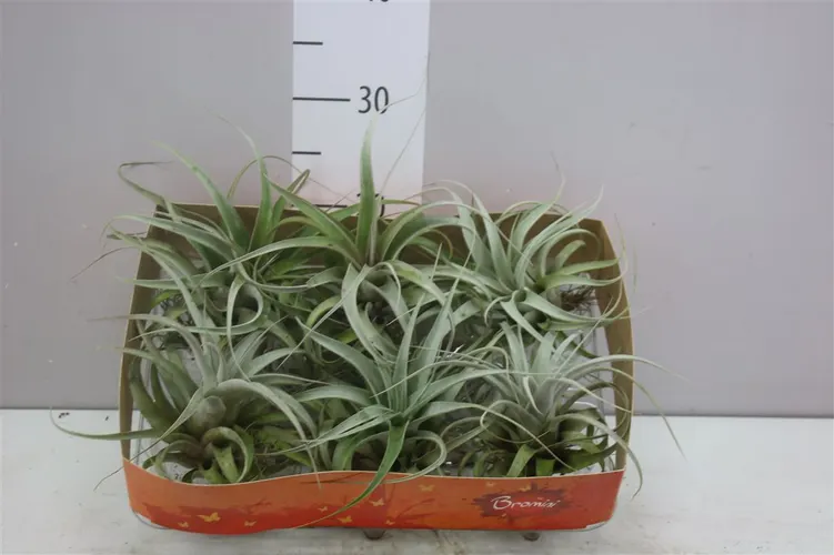 Tillandsia Xerografica