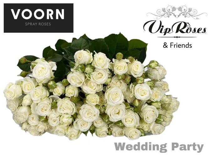 R Tr Wedding Party 60 cm