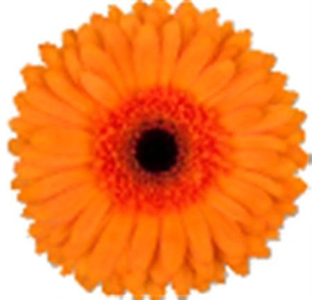Gerbera Tutti Frutti 45 cm